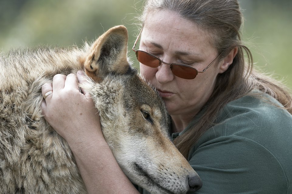 European Wolf (Canis lupis) , rests its head against female keeper, Anglian Wolf Society, Bedfordshire, England. European Wolf (Canis lupis) , rests its head against female keeper, Anglian Wolf Society, Bedfordshire, England.