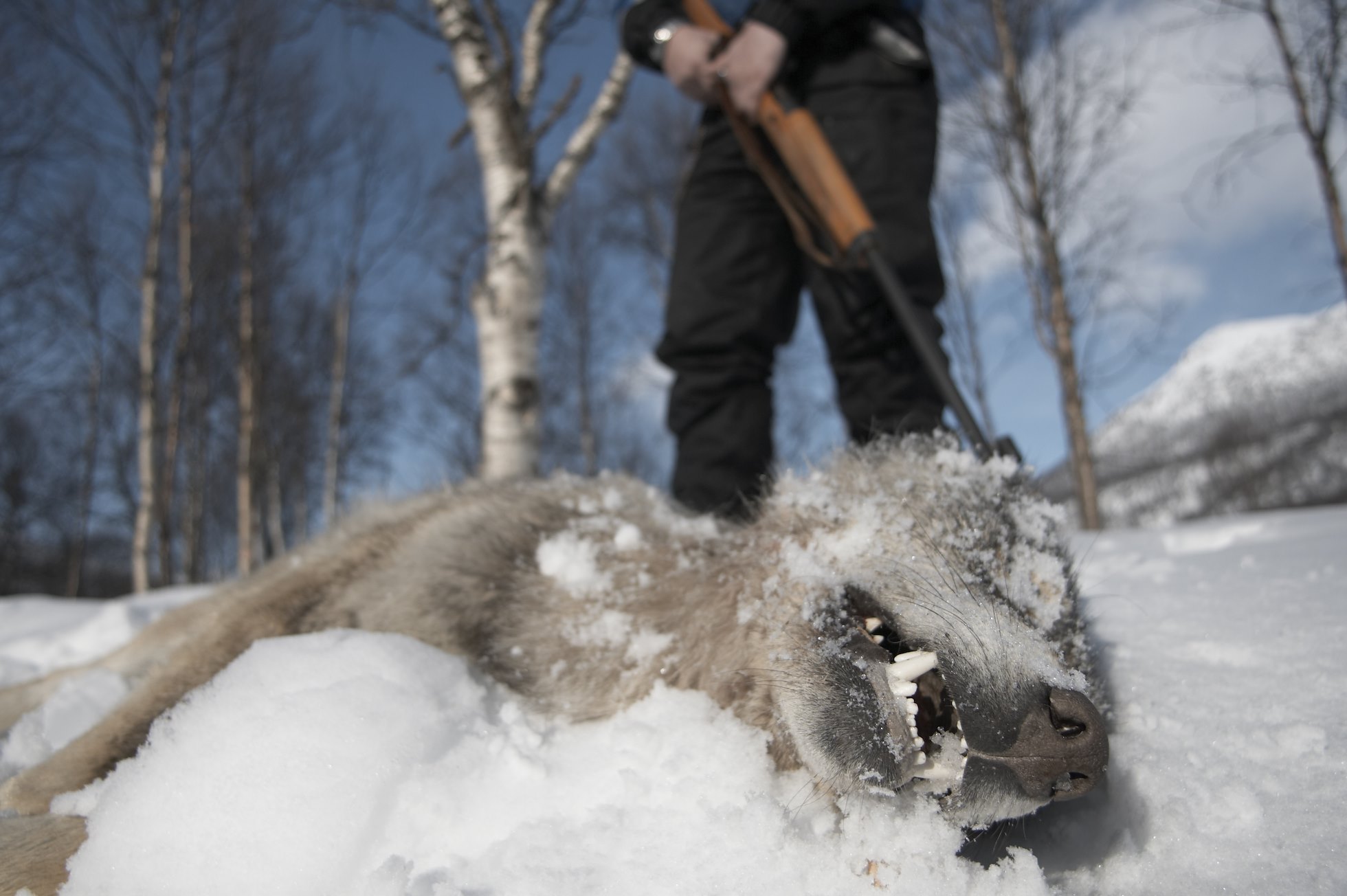 European wolf (Canis lupis) lies dead after Norwegian government sanctioned wolf cull, Hedmark, Norway