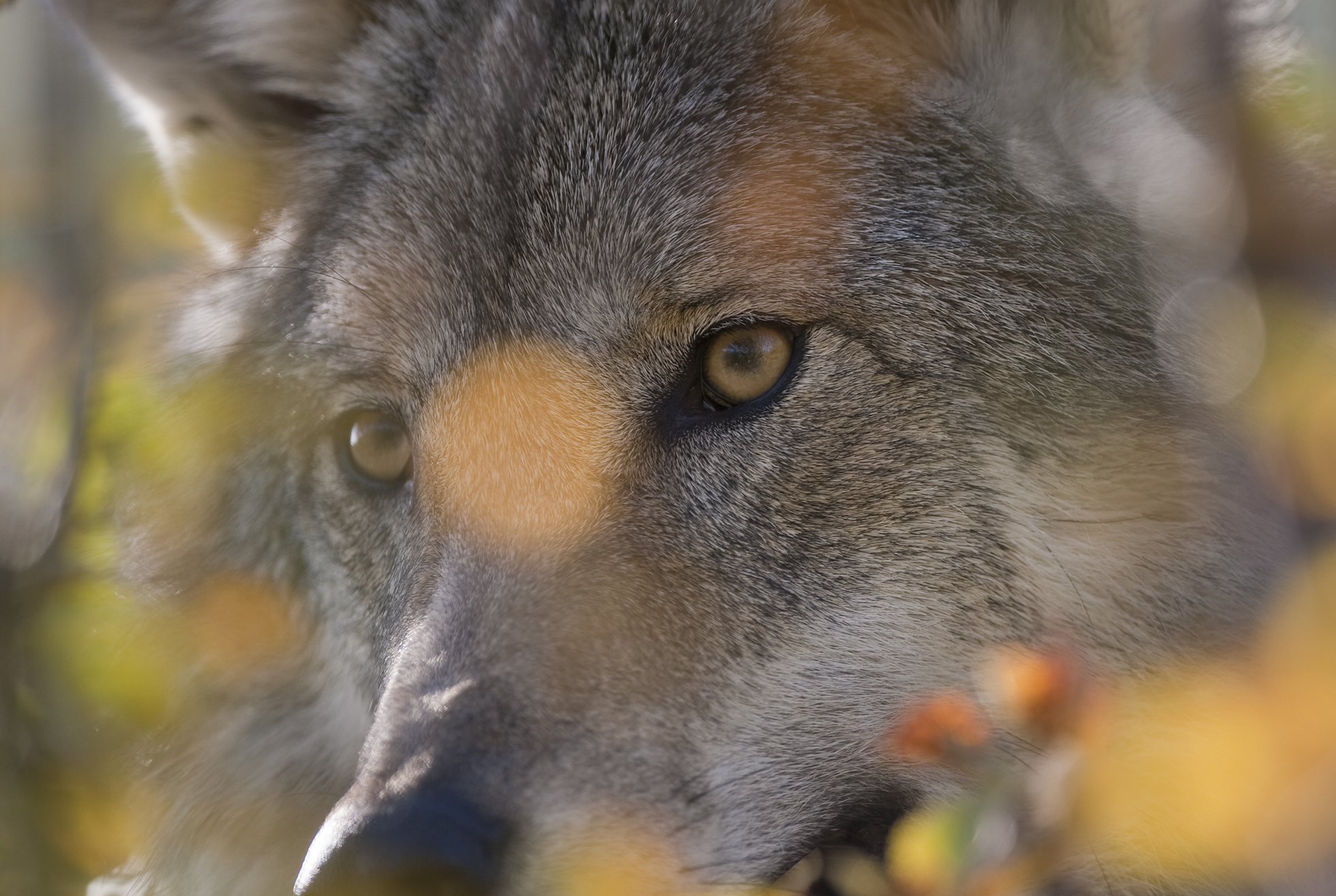 European wolf (Canis lupis) in autumnal boreal forest, Norway (c)