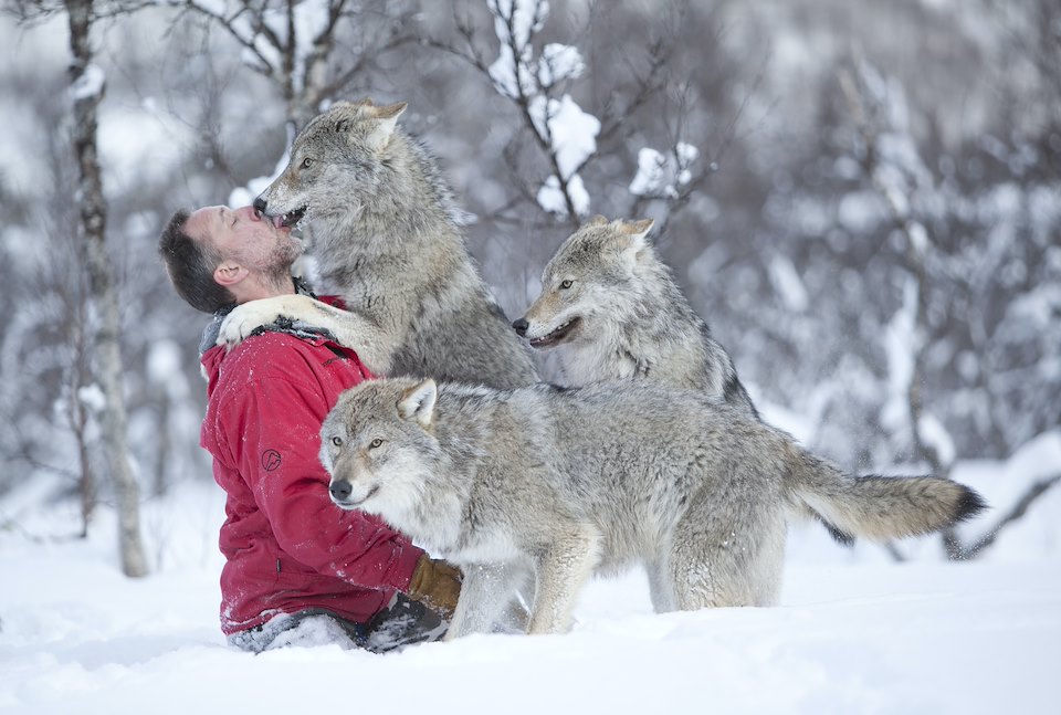 Wolf expert Runar Naess playing with pack of socialised wolves(Canis lupus) in winter birch forest, Norway (c)