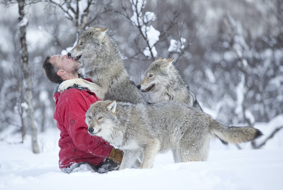 Wolf expert Runar Naess playing with pack of socialised wolves(Canis lupus) in winter birch forest, Norway (c) Wolf expert Runar Naess playing with pack of socialised wolves(Canis lupus) in winter birch forest, Norway (c)