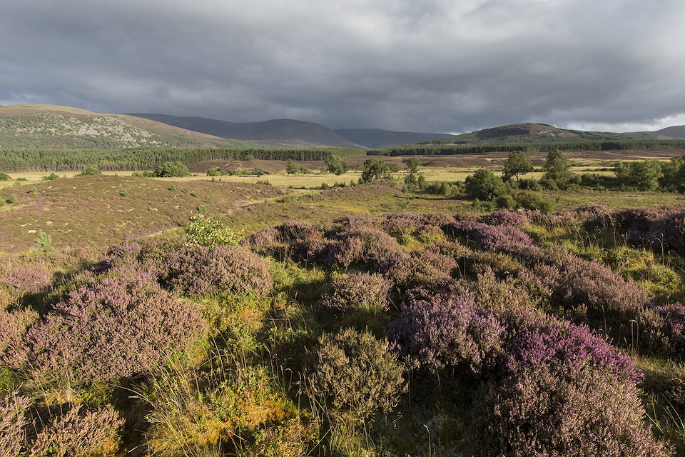 WALK FOR WILDING Cairngorms National Park, 4 September 2021