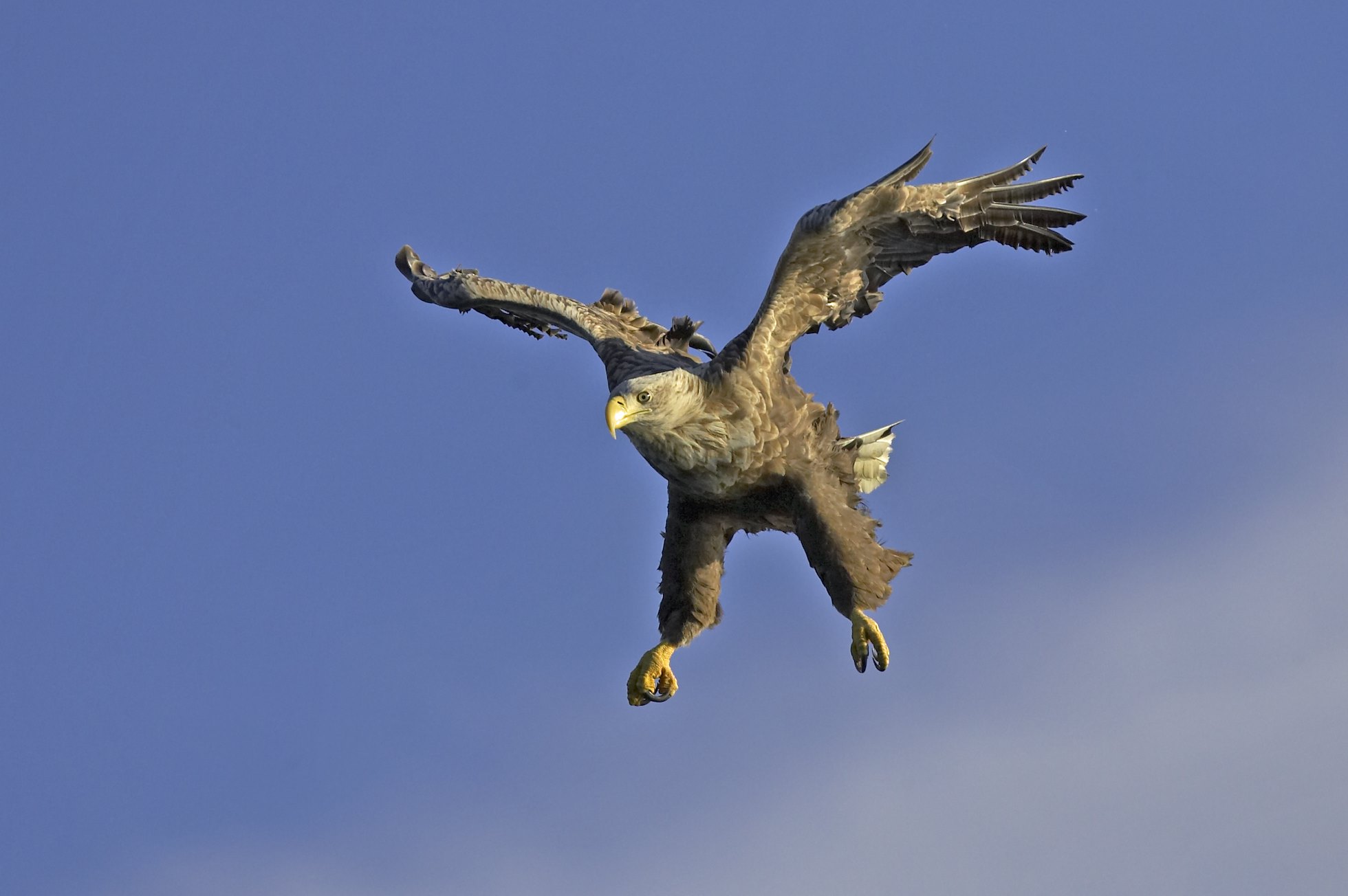 Sea eagle (Haliaeetus albicilla) in flight against blue sky, Flatanger, Norway.