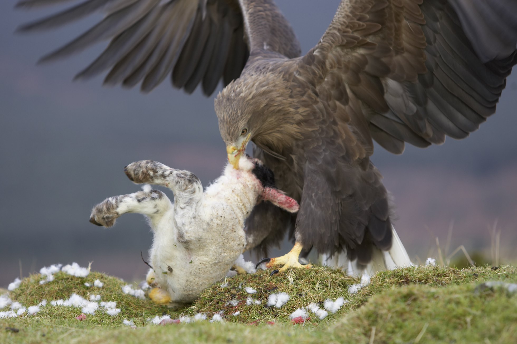 White tailed eagle (Haliaeetus albicilla) adult feeding on lamb, Mull, Argyll, Scotland (c)
