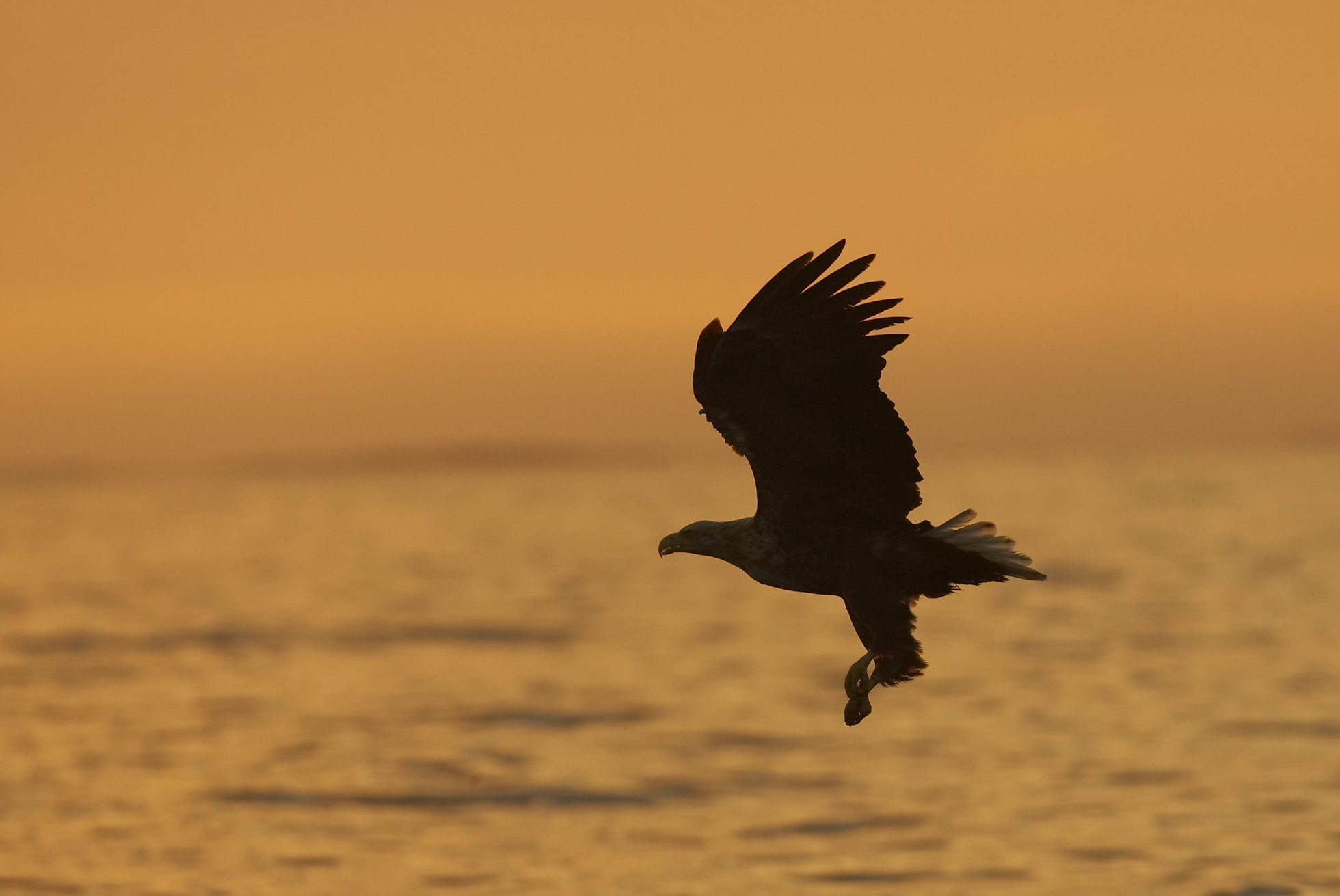 Sea eagle (Haliaeetus albicilla) in flight silhouetted against sunset, Flatanger, Norway