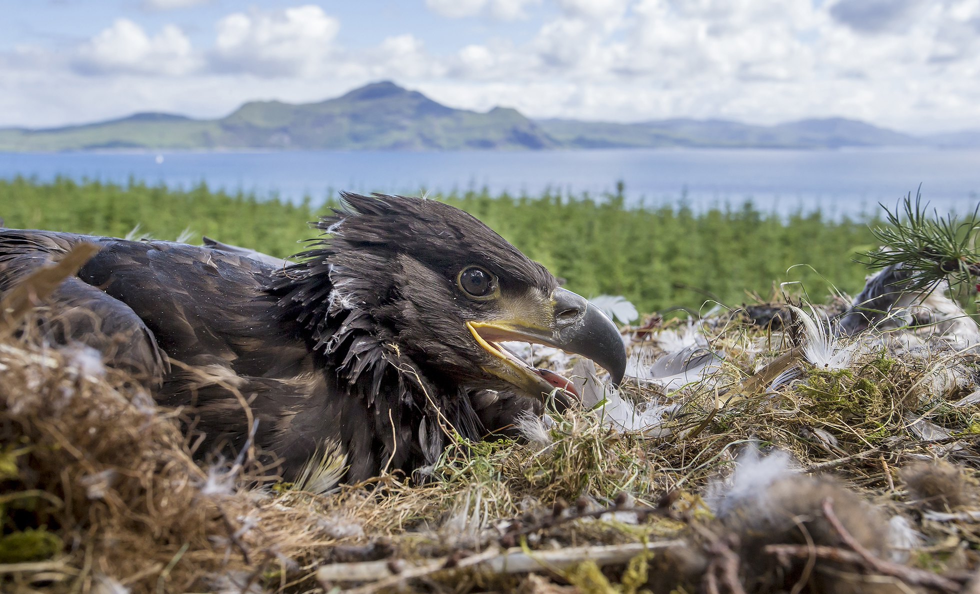 White Tailed Eagle (Haliaeetus albicilla) chick in nest in large conifer tree with forest,  mountain and coastal habitat in background