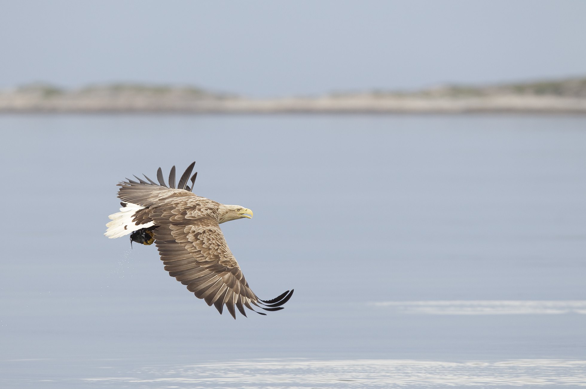 White-tailed eagle(Haliaeetus albiciila) flying along coast, Flatanger, Norway