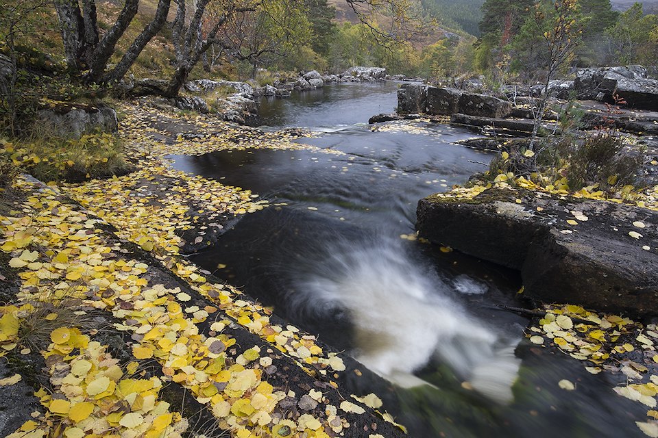 River Cannich in autumn with fallen aspen leaves, Scotland.