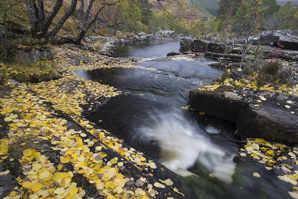 River Cannich in autumn with fallen aspen leaves, Scotland.