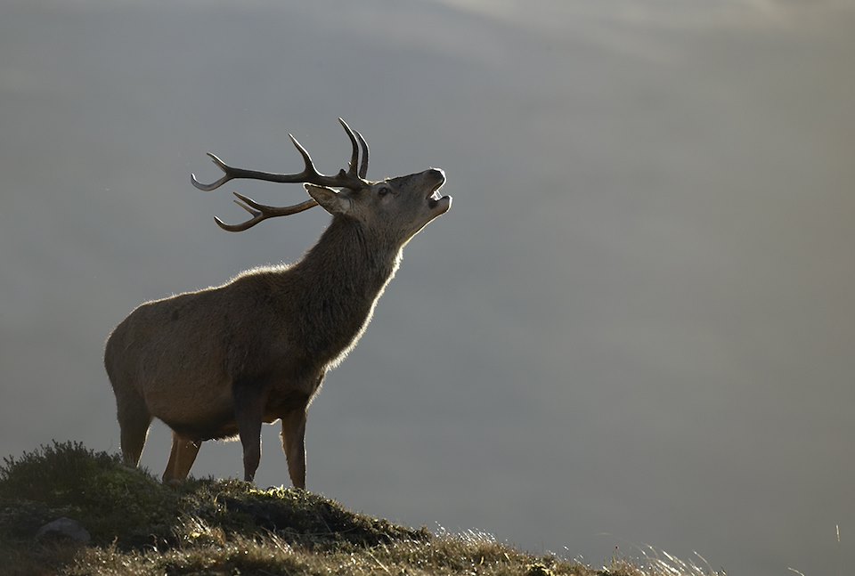 Red deer (Cervus elaphus) stag/male roaring during annual rut Alladale Wilderness Reserve Scotland