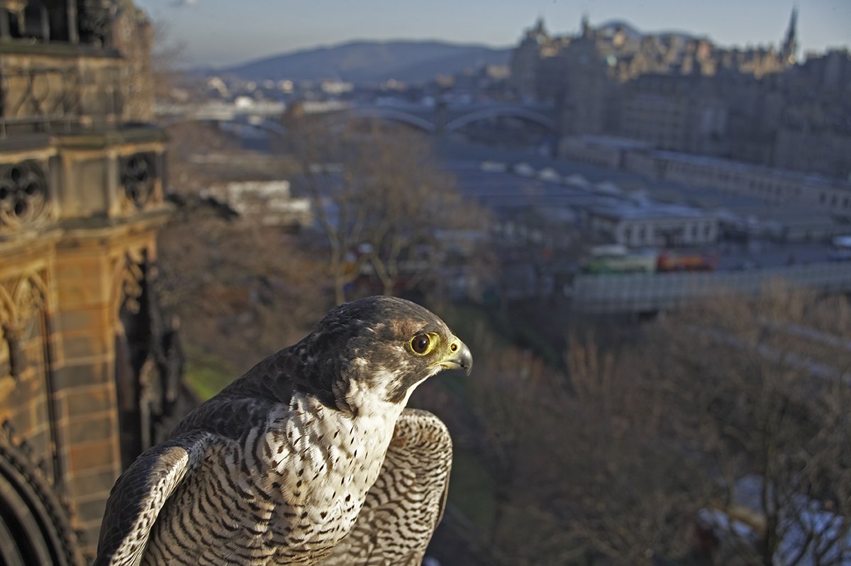 Peregrine Falcon (Falco peregrinus) in urban setting, Edinburgh, Scotland (c)