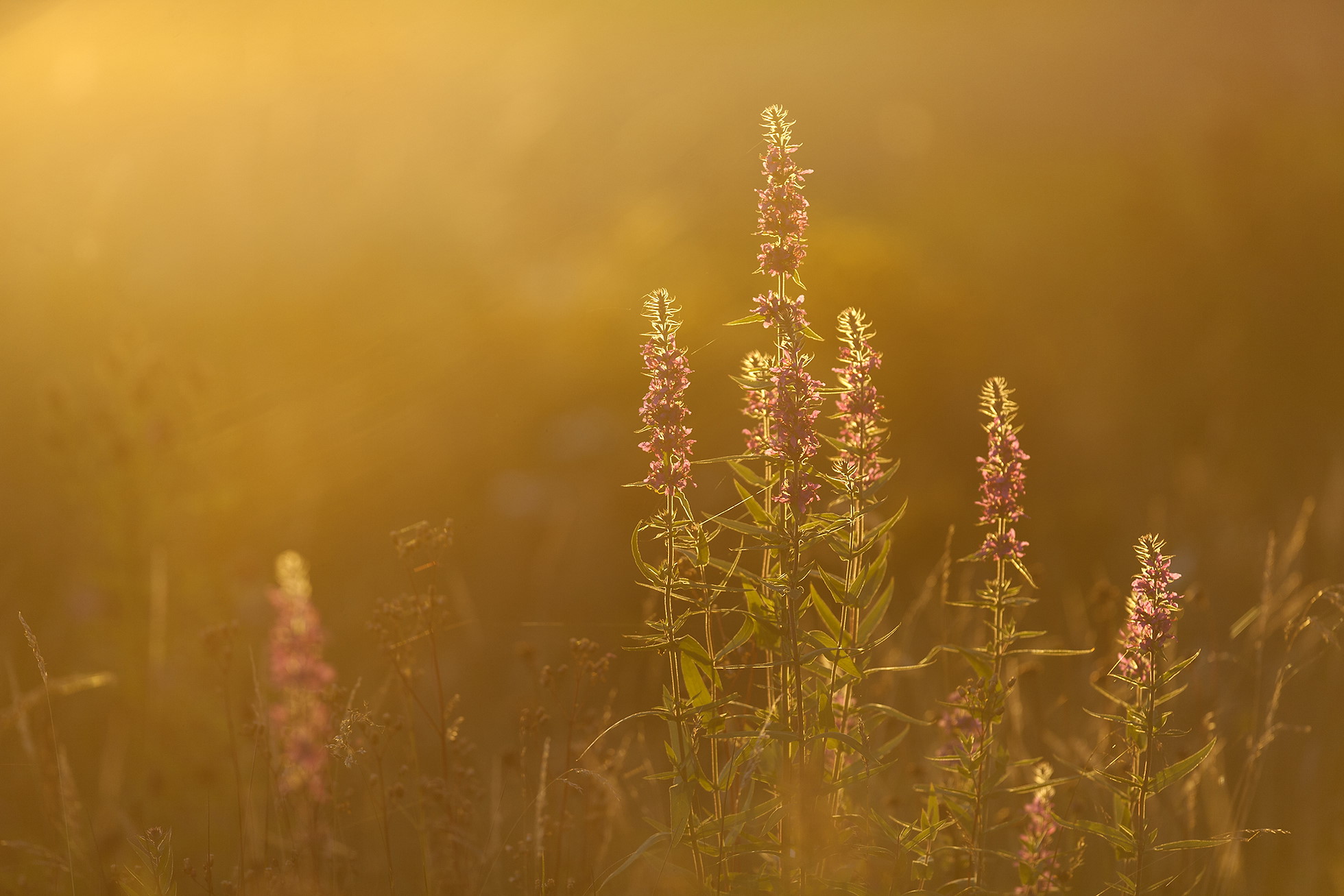 Purple-loosestrife (Lythrum salicaria) flower spikes backlit in evening light, Scotland