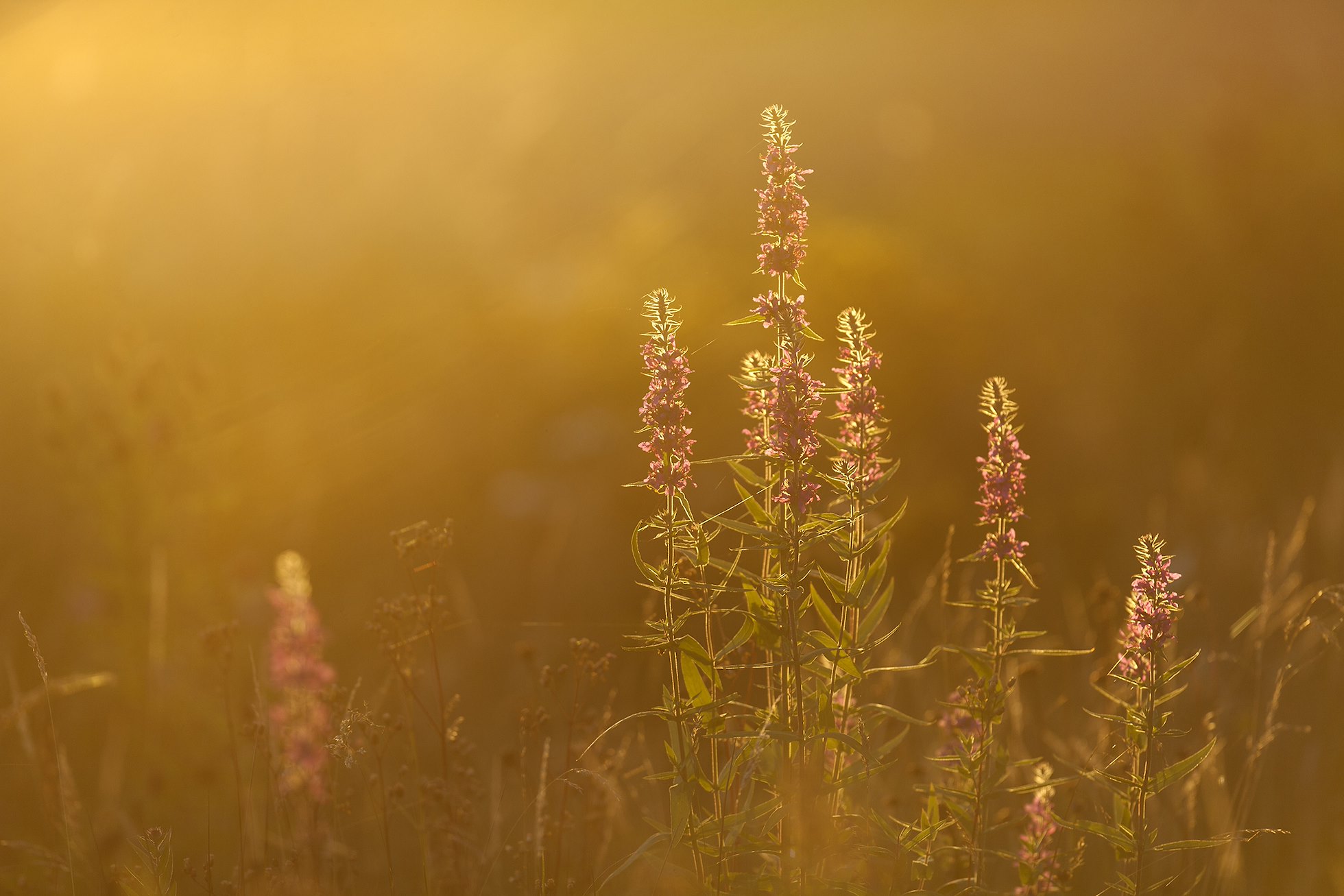 Purple-loosestrife (Lythrum salicaria) flower spikes backlit in evening light, Scotland