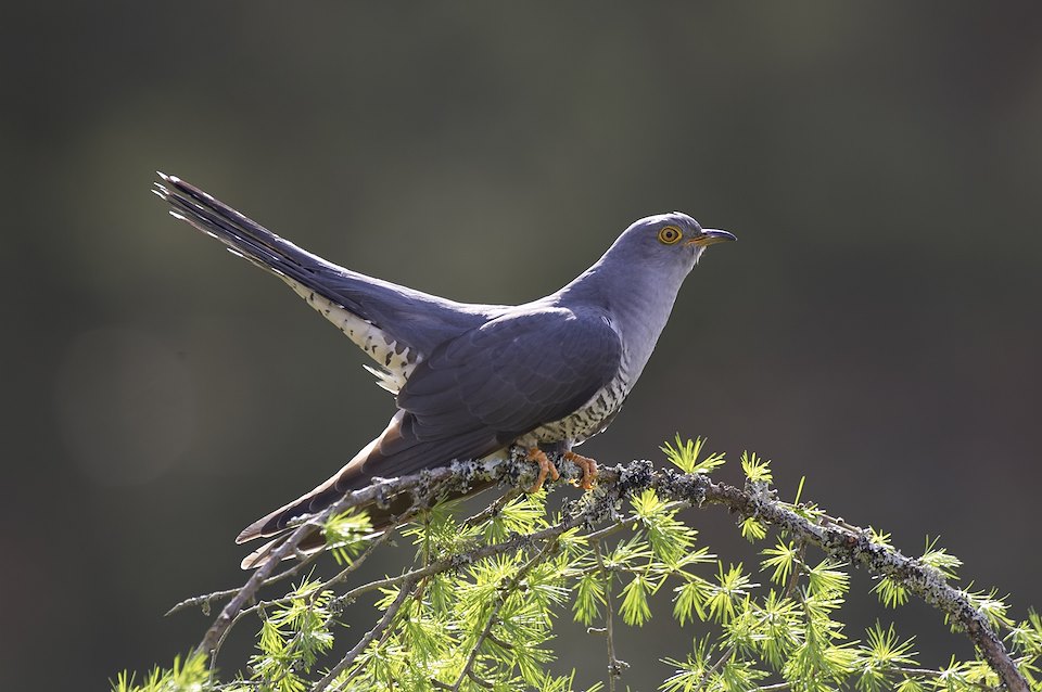 Cuckoo (Cuculus canorus) male perched on backlit larch tree in spring. Cairngorms National Park, Scotland.
