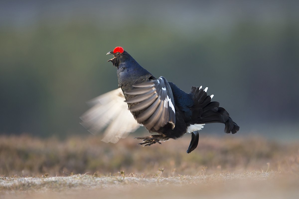 Black grouse (Tetrao tetrix) in display ritual (lek), Deeside, Scotland.