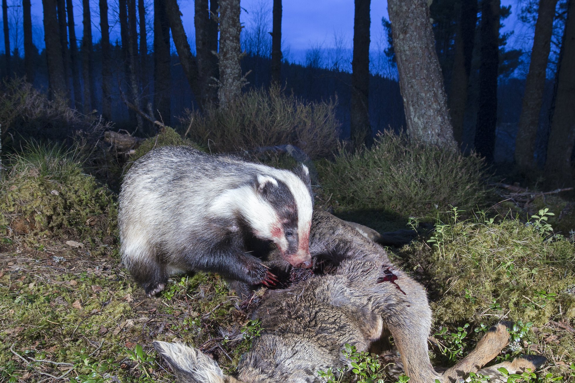 Badger (Meles meles) scavenging on a roe deer carcass, Cairngorms National Park, Scotland