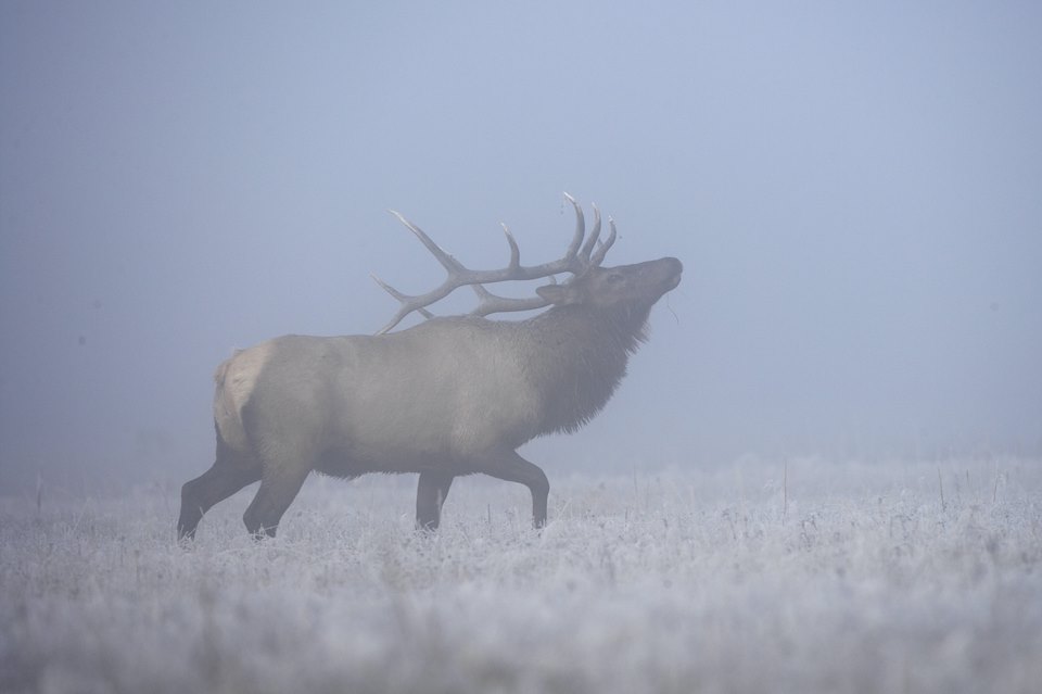 Elk (Cervus elaphus canadensis) male/bull bugling on misty morning in rut, Yellowstone National Park, USA