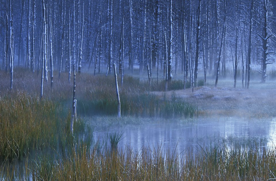 Tangled creek in winter, Yellowstone National Park, Wyoming, USA