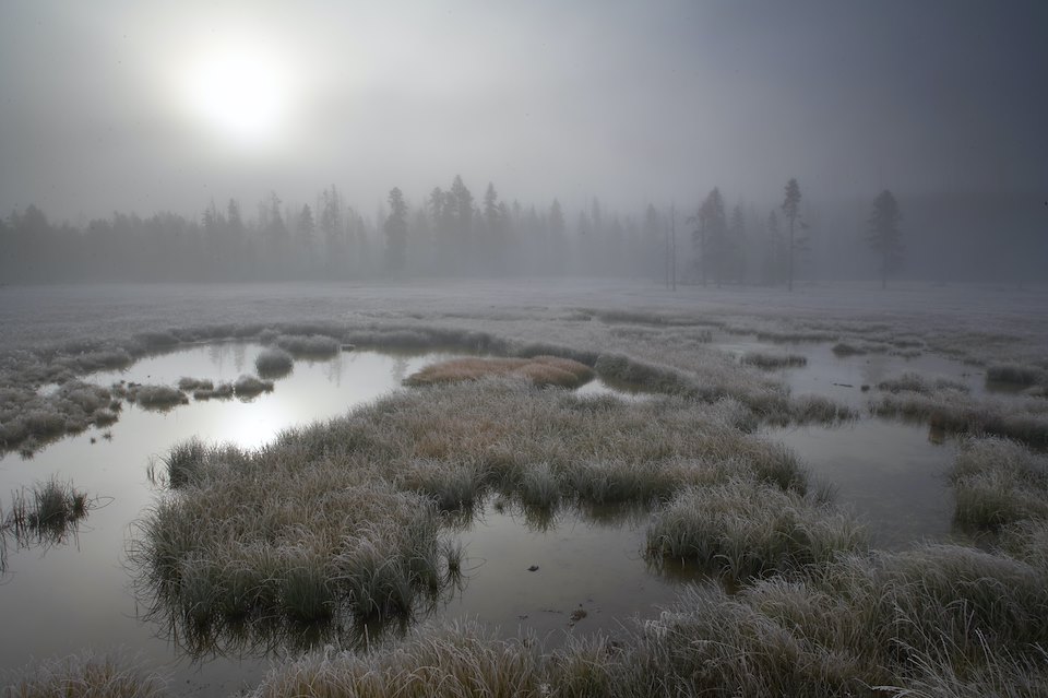 Bog woodland/wetland on misty dawn, Gibbon Meadows, Yellowstone National Park, USA