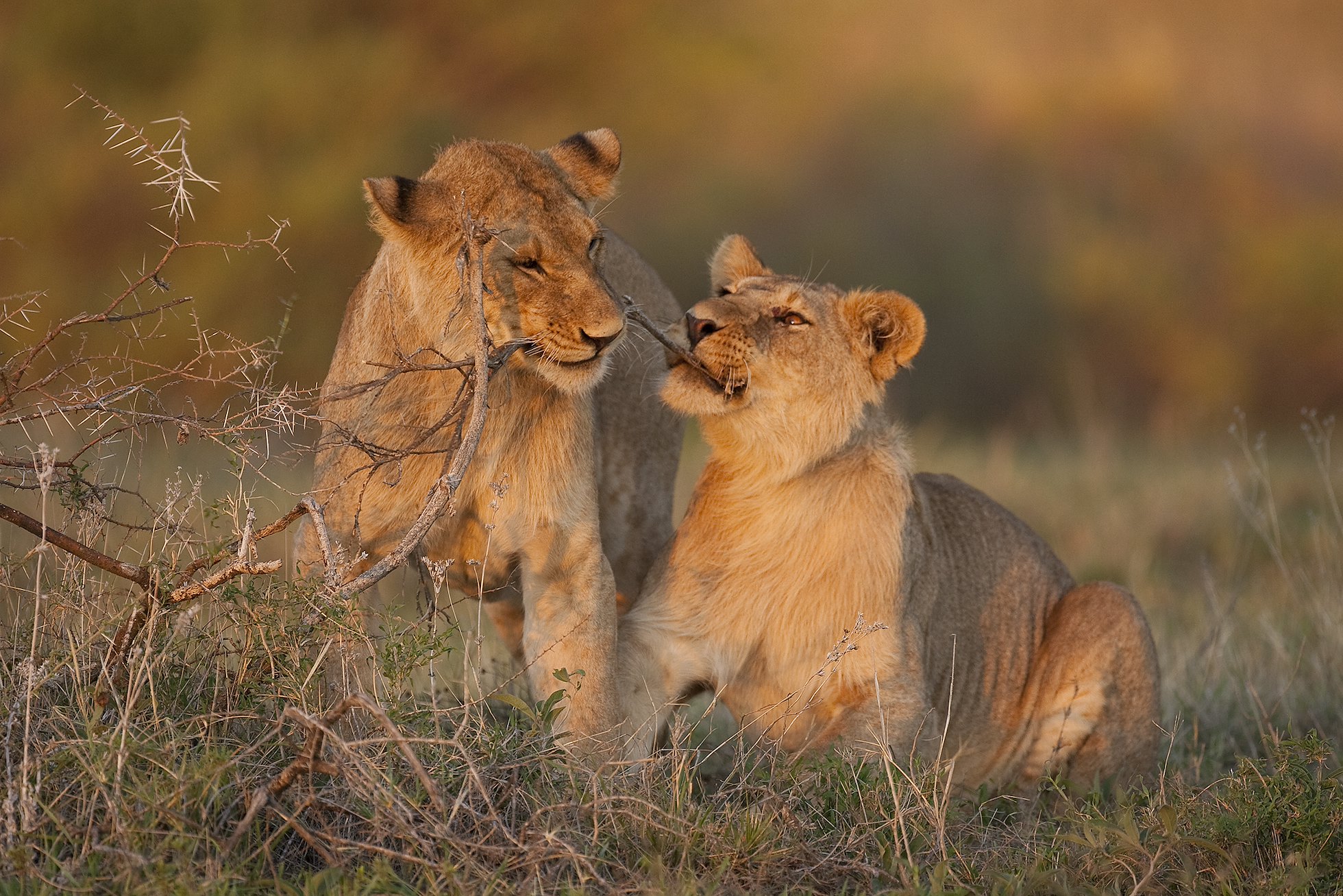 Young lions (Pathera leo) playing, Serengeti National Park, Tanzania.