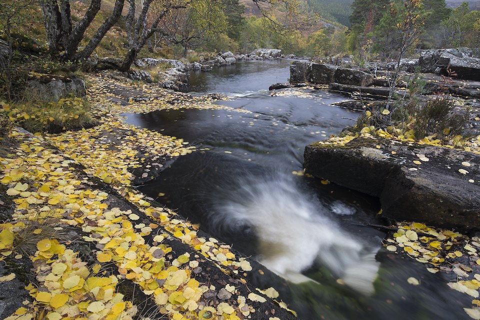 River Cannich in autumn with fallen aspen leaves, Scotland.