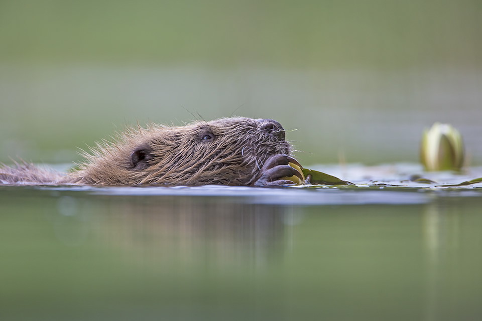Wildlife comeback appeal You can help increase the abundance and diversity of wildlife species across Scotland. DONATE NOW