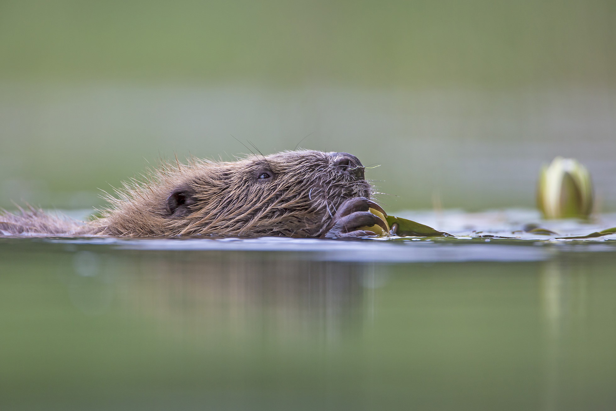 European Beaver (Castor fiber) low angle close up shot of beaver eating Lilly roots amongst lilies in flower