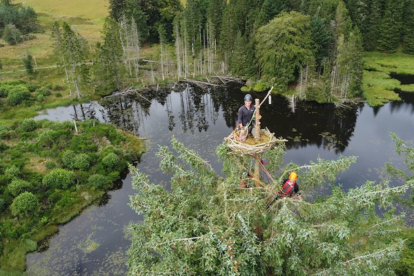 A NEW HOME FOR OSPREYS A NEW HOME FOR OSPREYS