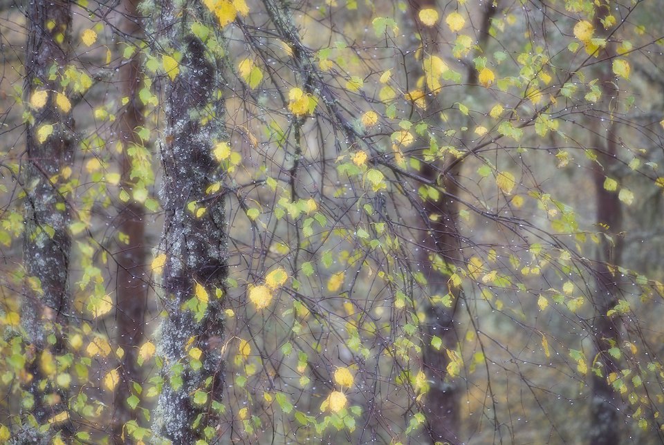 Birch woodland abstract, Glen Affric, Scotland
