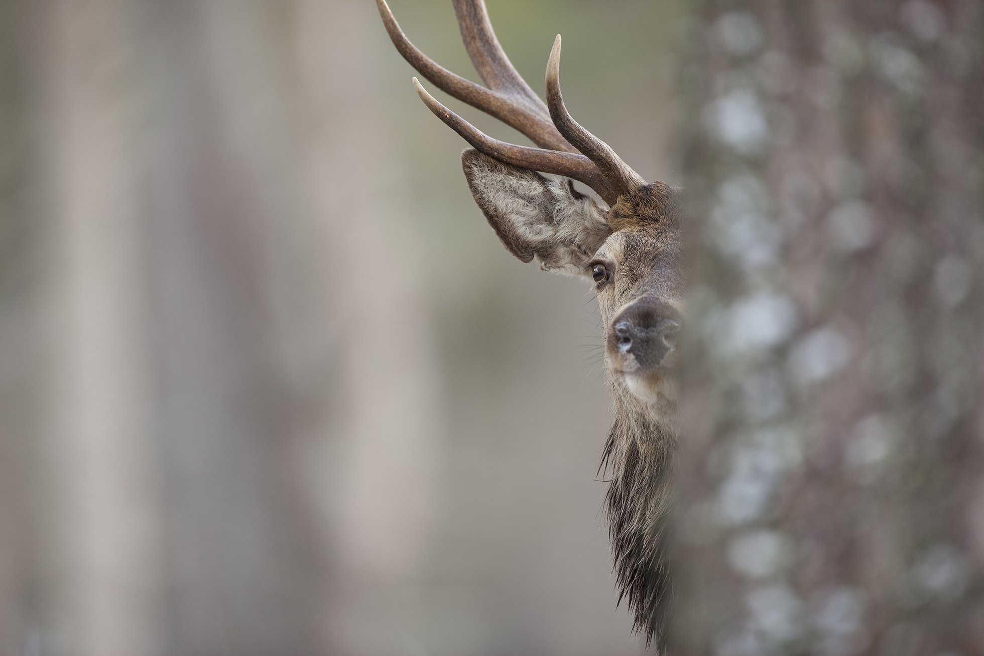 Red deer (Cervus elaphus) stag in winter pine forest, Cairngorms NP, Scotland.
