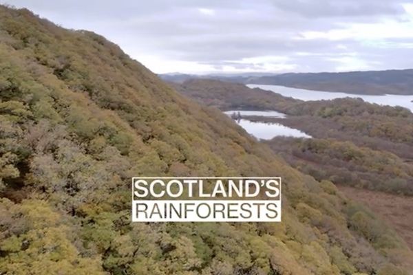 Scotland's Rainforest