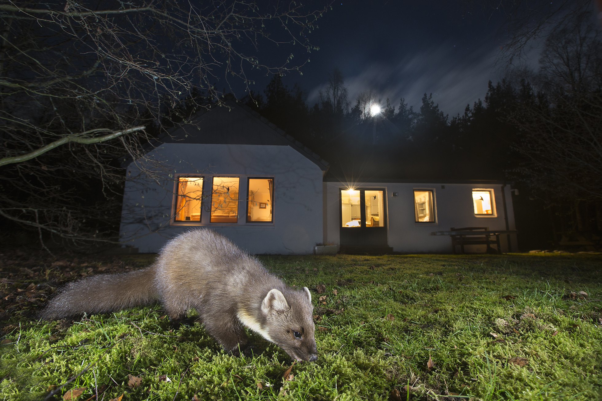 Pine marten in foraging in garden, Glenfeshie, Scotland.