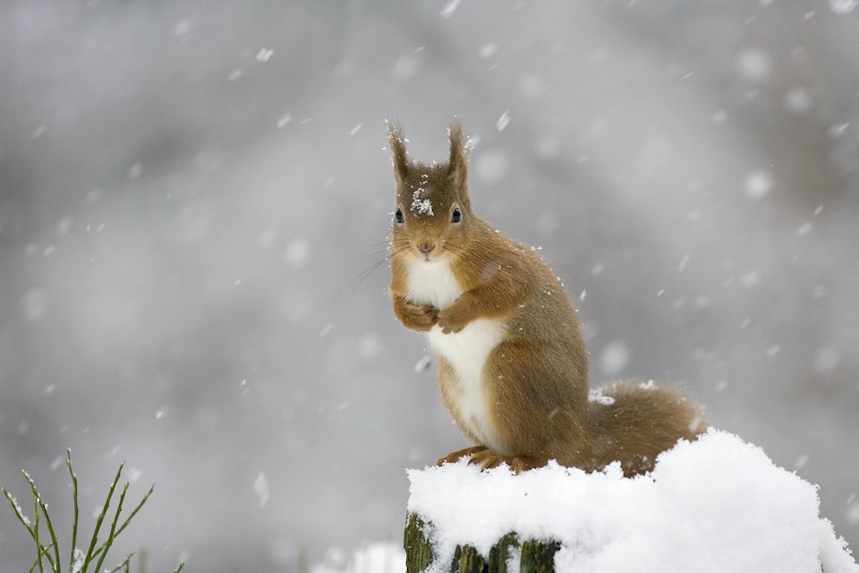 Red squirrel (Sciurus vulgaris) in winter forest, Scotland.