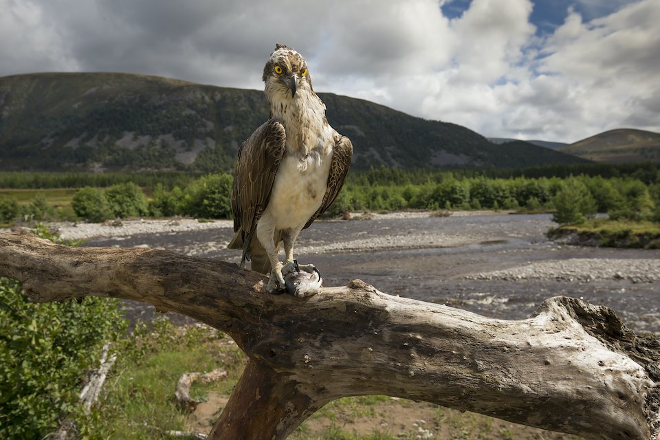 Osprey (Pandion haliaetus) perched with fish - wide angle to show habitat - Glenfeshie, Scotland.