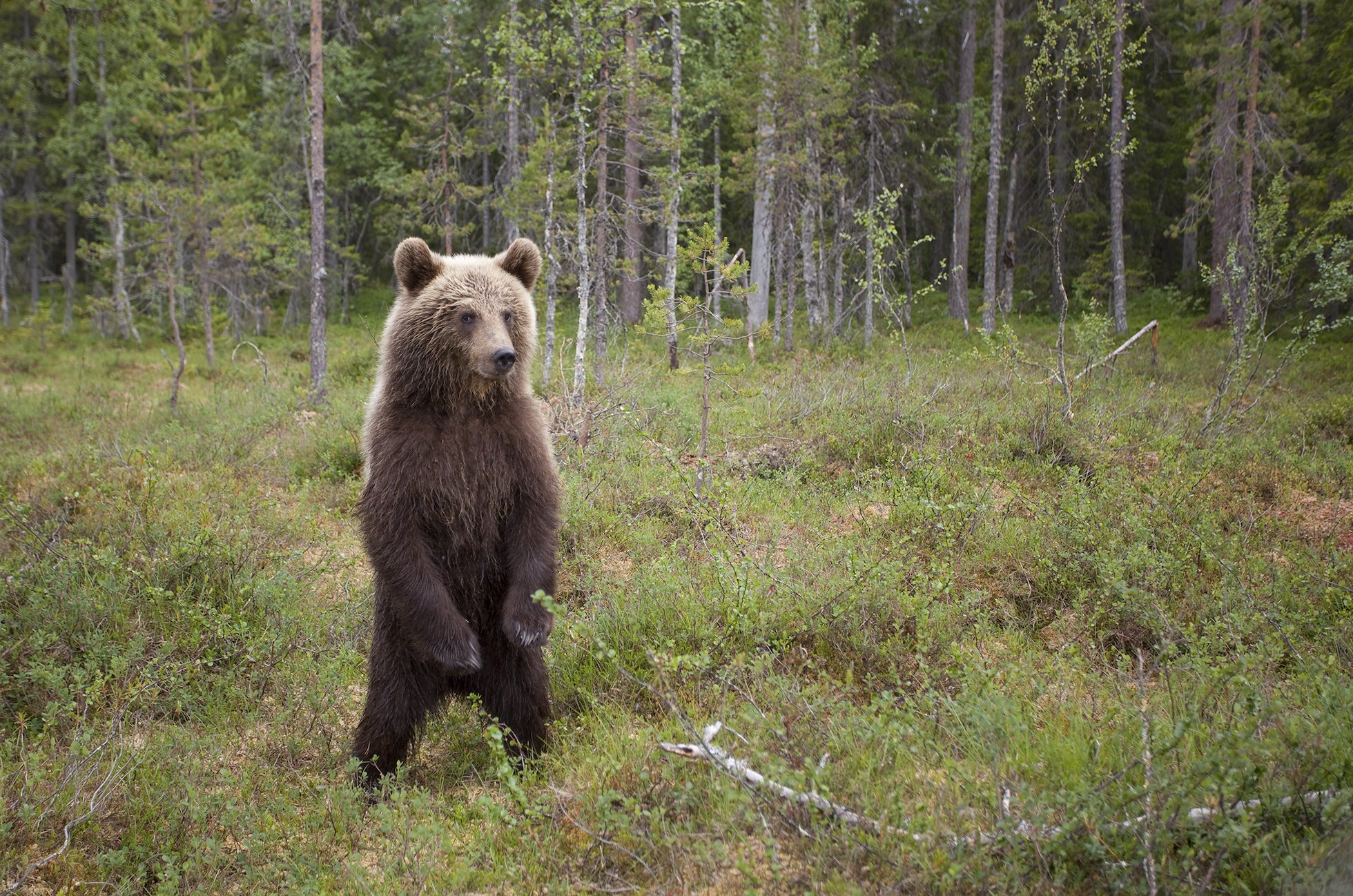 European brown bear (Ursos arctos) Suomassalmi, Finland.
