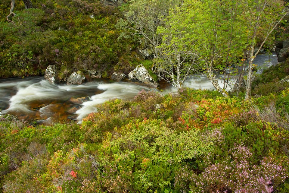 Stream running through wooded gorge, Abernethy NNR, Cairngorms National Park, Scotland, UK