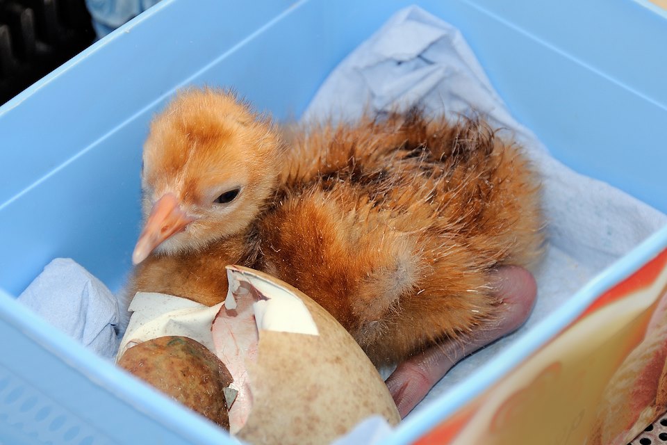 Common / Eurasian crane chick (Grus grus) ten hours after emerging from egg. Captive, at WWT Slimbridge
