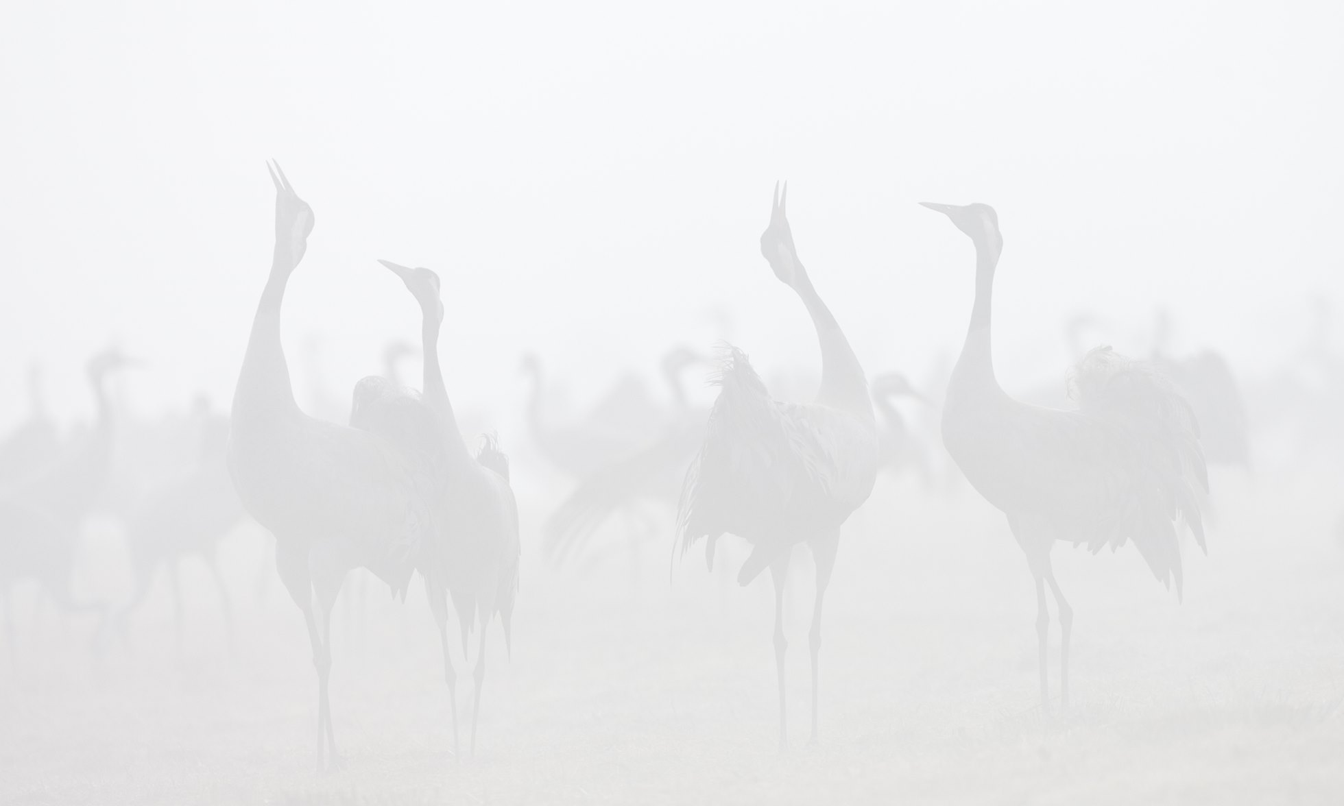 Common cranes (Grus grus) at dawn, Hornborga, Sweden