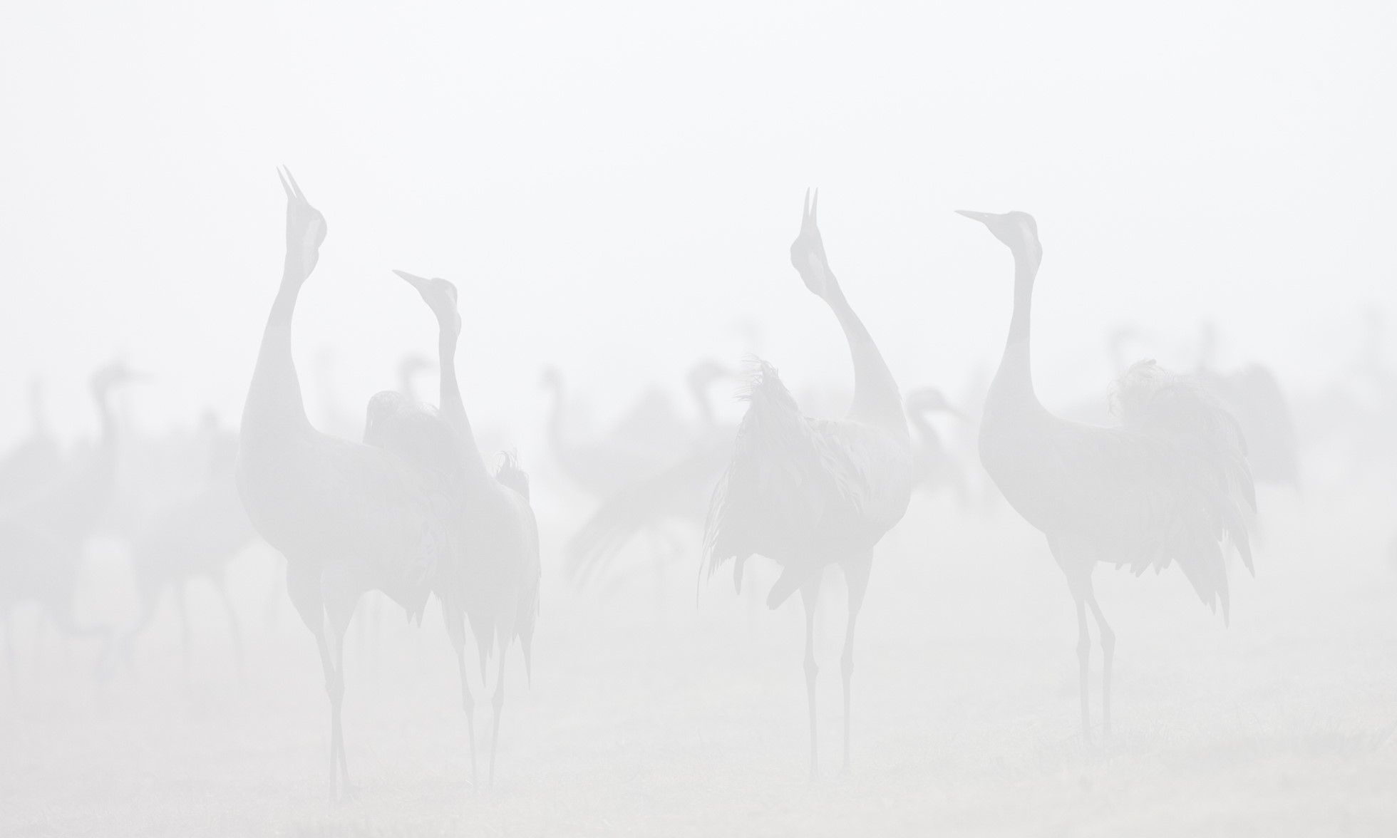 Common cranes (Grus grus) at dawn, Hornborga, Sweden