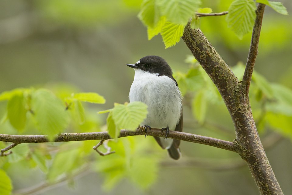 Pied flycatcher (Ficedula hypoleuca) male perched, Wales, UK