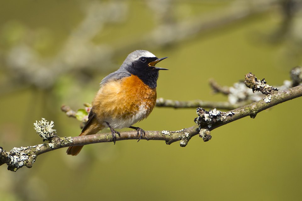 Redstart (Phoenicurus phoenicurus) adult male singing