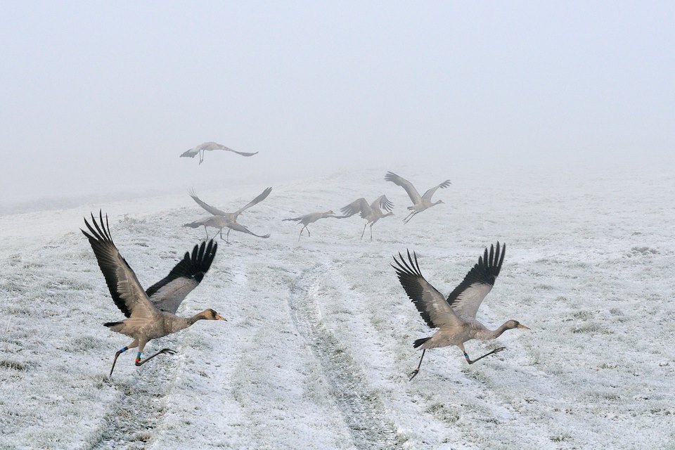 A small flock of Juvenile Common / Eurasian cranes (Grus grus), released by the Great Crane Project onto the Somerset Levels and Moors, running to take off from  frozen, snow covered pastureland on  a foggy winter  morning. Somerset, UK, December 2010.