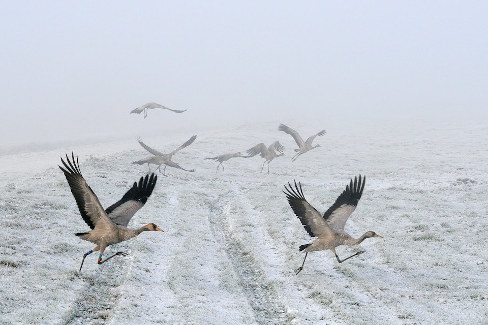 A small flock of Juvenile Common / Eurasian cranes (Grus grus), released by the Great Crane Project onto the Somerset Levels and Moors, running to take off from frozen, snow covered pastureland on a foggy winter morning. Somerset, UK, December 2010.