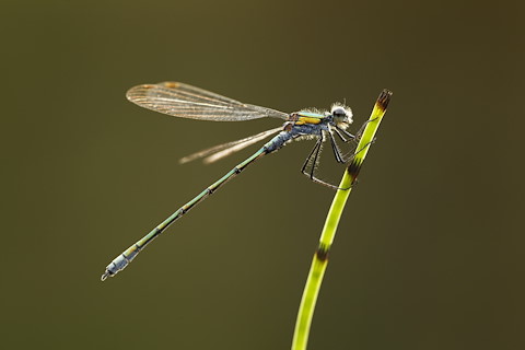 Image illustrating Dragonflies to benefit from wetland creation