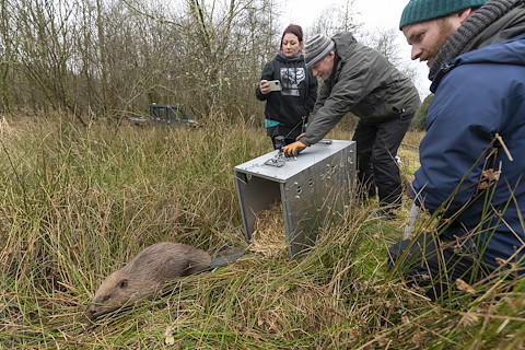 Image illustrating Beavers given new home at Northwoods site