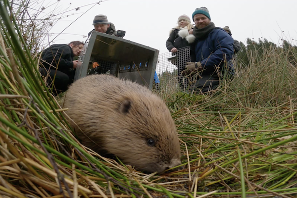 ARGATY BEAVER RELEASE ARGATY BEAVER RELEASE