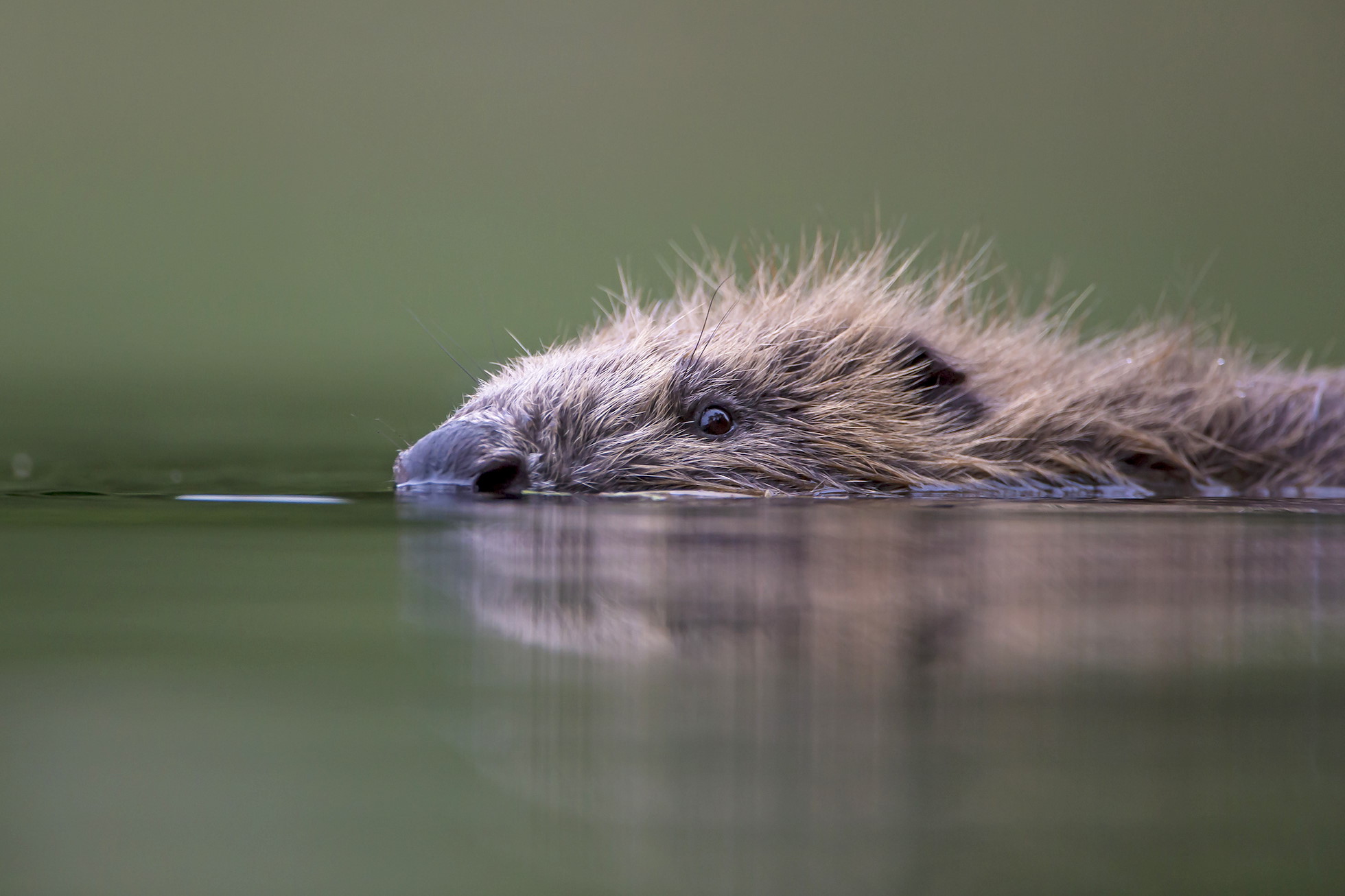 European Beaver (Castor fiber) low angle close up shot of beaver swimming