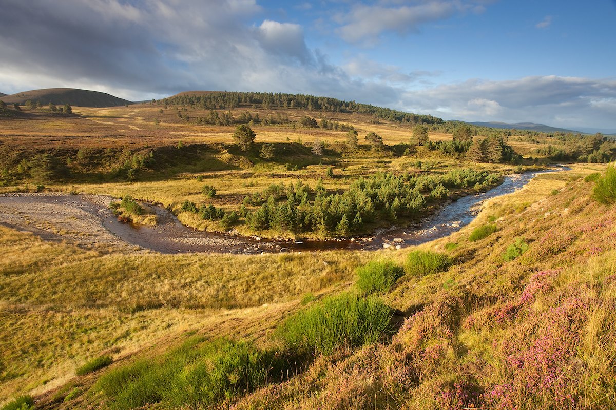 Scattered Scot's pines Pinus sylvestris, and Dorback Burn, Dorback Estate, Cairngorms National Park, Scotland, September