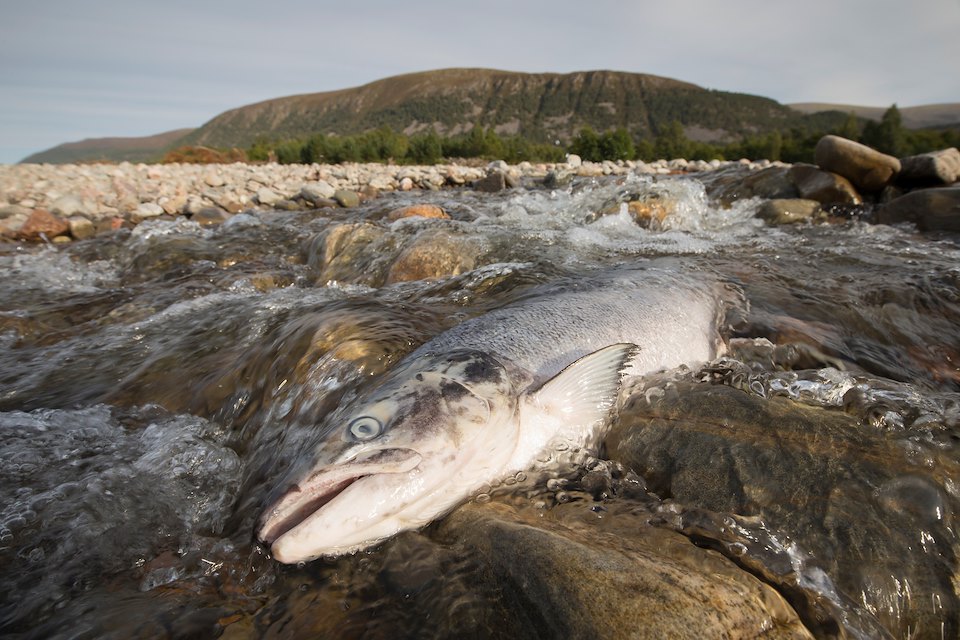 Atlantic salmon (Salmo salar) spent/dead in river, Cairngorms, Scotland.