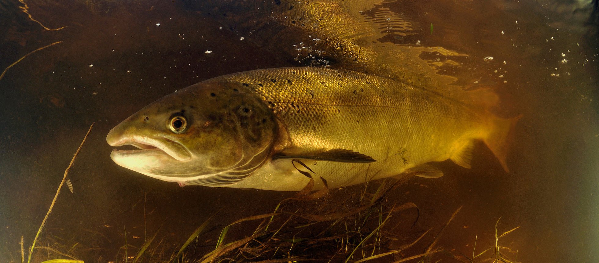 Atlantic Salmon (Salmo salar) female ready to spawn,River Tweed, Scotland, October